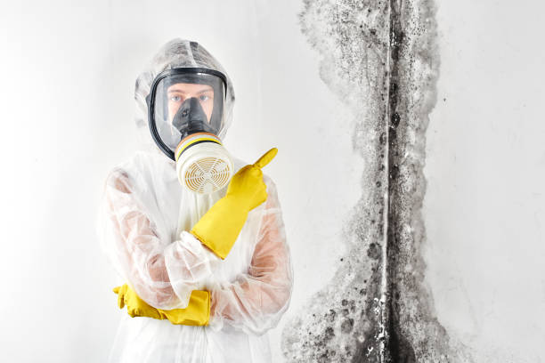 Best Commercial Mold Inspection in USA